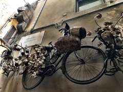 Columba livia domestica