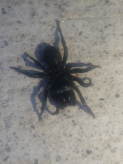 Sphodros niger
