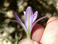 Brodiaea leptandra