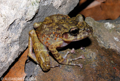 Craugastor guerreroensis