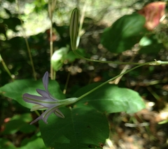 Brodiaea leptandra