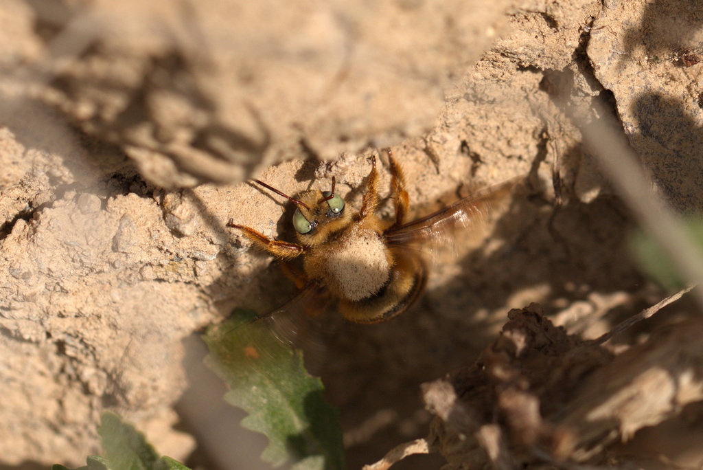 Xylocopa rufa