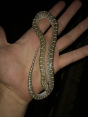 Arizona elegans elegans