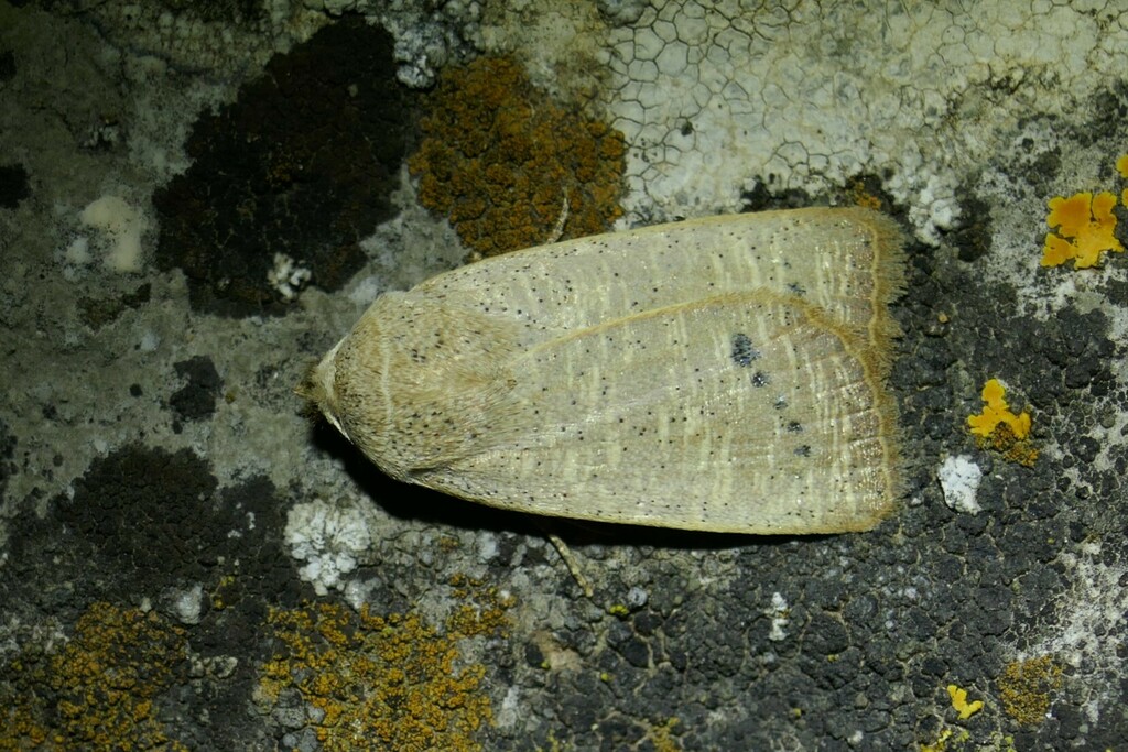 Exophyla rectangularis