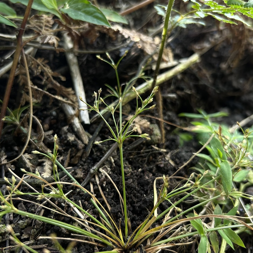 Fimbristylis griffithii