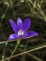Brodiaea stellaris