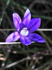 Brodiaea stellaris