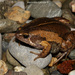Two-spaded Narrow-mouthed Toad - Photo (c) Alejandro Calzada, some rights reserved (CC BY-NC), uploaded by Alejandro Calzada