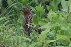 Bambusicola thoracicus