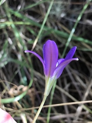 Brodiaea stellaris