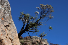 Xerophyta splendens, photograph (c) Tony Rebelo, some rights reserved (CC BY-SA)