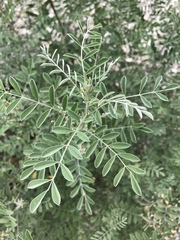 Indigofera lindheimeriana