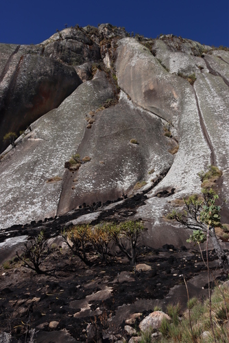 Xerophyta splendens, photograph 6