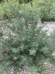 Indigofera lindheimeriana