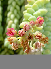 Sedum morganianum