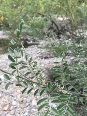 Indigofera lindheimeriana