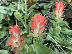 Castilleja litoralis