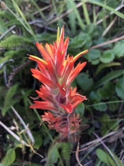 Castilleja litoralis