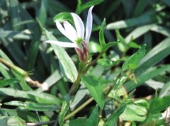 Lobelia chinensis