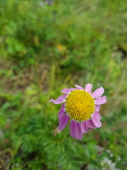 Tanacetum coccineum