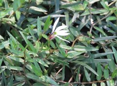 Lobelia chinensis
