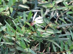 Lobelia chinensis