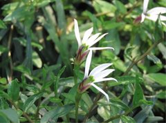Lobelia chinensis