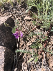 Astragalus shortianus