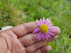 Tanacetum coccineum