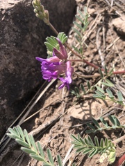 Astragalus shortianus