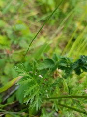 Tanacetum coccineum