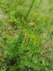 Tanacetum coccineum