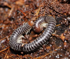 Cambalidae