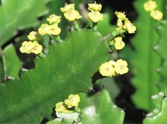 Euphorbia ammak