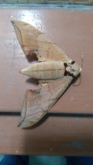 Ambulyx sericeipennis