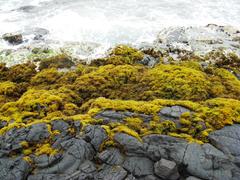 Ahnfeltiopsis concinna