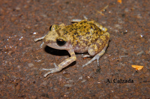 Big-eared Chirping Frog