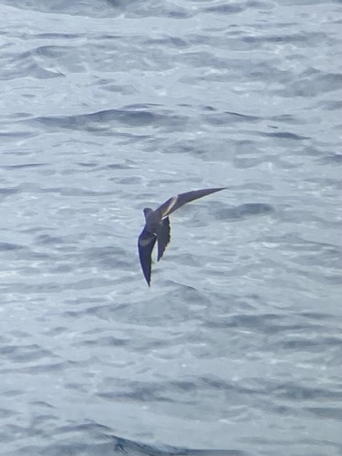 Markham's Storm Petrel (Hydrobates markhami), photo 6
