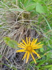 Pentanema orientale