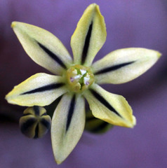 Triteleia ixioides anilina