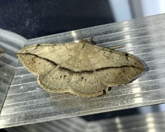 Anticarsia gemmatalis