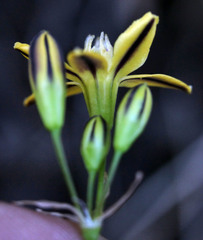 Triteleia ixioides anilina