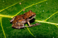 Eleutherodactylus pipilans