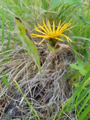 Pentanema orientale