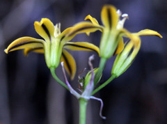 Triteleia ixioides anilina