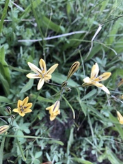 Triteleia dudleyi