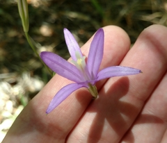 Brodiaea leptandra