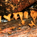 Calocera guepinioides - Photo (c) Alan Melville,  זכויות יוצרים חלקיות (CC BY-NC-ND), הועלה על ידי Alan Melville