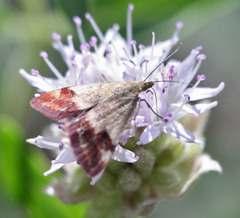 Pyrausta semirubralis
