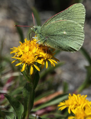 Colias behrii